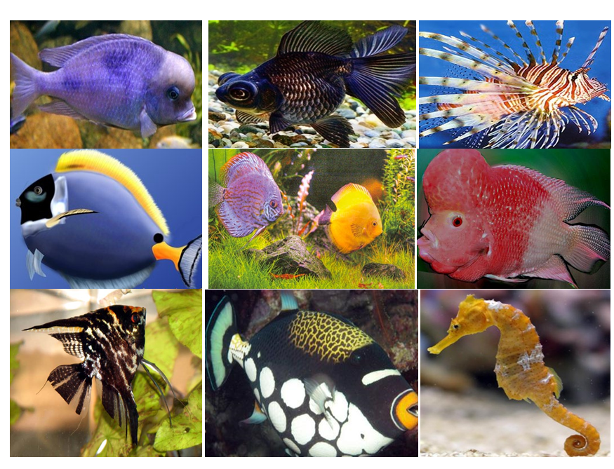 рыбка вариант. пецилия далматинец. антиас барлетта рыба. рыбка вариант. скалярия аквариумная рыбка.