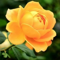 Болжеларская Лидия Владимировна