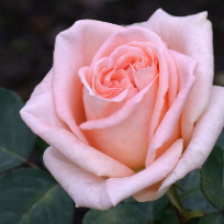 Пономарева Ольга Демьяновна