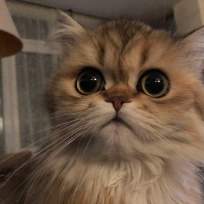 Новикова Елена Николаевна