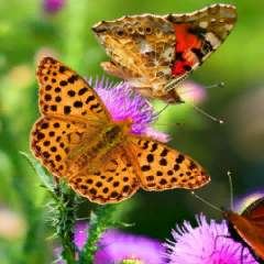 Копылова Елена Сергеевна