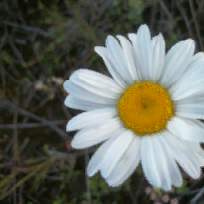 Корнеева Наталья Александровна