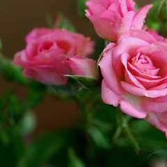 Романюк Инна Александровна