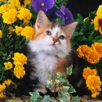 Цебрик Лада Анатольевна