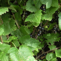 Гайдулина Марина Михайловна