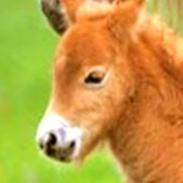 Зайитова Галина Олеговна