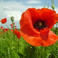 Лобанова Анастасия Сергеевна