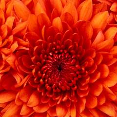 Ибрагимова Алла Сергеевна