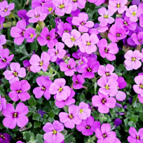 Кириллова Людмила Васильевна