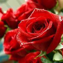 Николаева Галина Валериановна