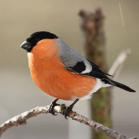 Лобачева  Елена Юрьевна