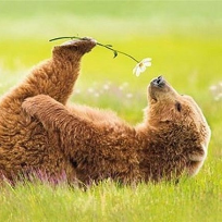 Волегова Елена Викторовна