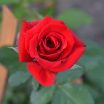 Кравченко Елена Владимировна