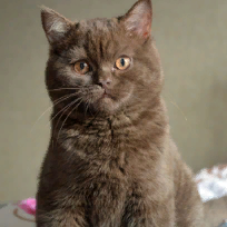 Пеньковская Елена Михайловна