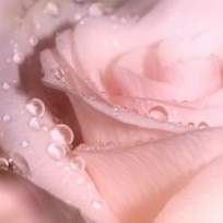 Прошкина Виктория Александровна