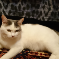 Трефилова Юлия Вячеславовна