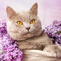 Буянцева Лилия Владимировна