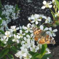 Цибина Ольга Николаевна