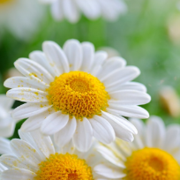 Михальченко Татьяна Геннадьевна