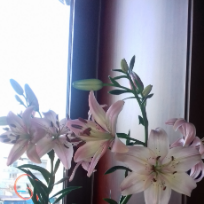 Ситникова Ольга Анатольевна