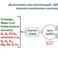 Мацкевич Александра Андреевна