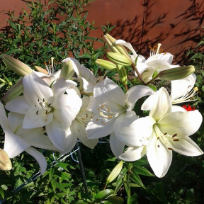 Шангареева  Зиля Анваровна