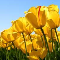 Золотухина Инна Ириковна