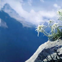 Долгашова Надежда Николаевна