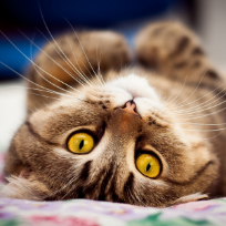 Аболмасова Лариса Николаевна