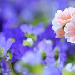 Дрегер Екатерина Николаевна