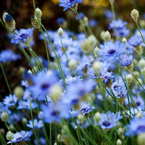 Бринева Ирма Александровна