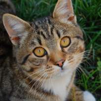 Коркина Елена Сергеевна