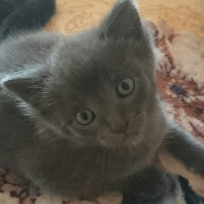 Бродовская Юлия Анатольевна