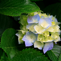 Якубова Рабият Ахмедовна