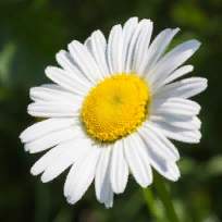 Сладкова Татьяна Александровна