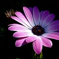 Алтышева Татьяна Владимировна