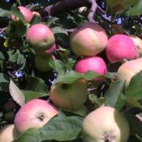 Шамсетдинова Фарида Фанисовна