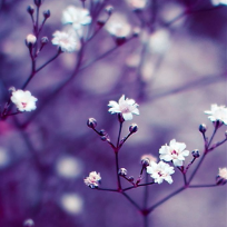 Пронина Наталия Владимировна