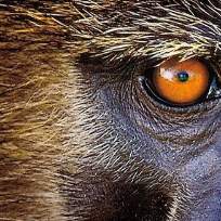 Сейфетдинова Елена Викторовна