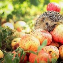 Котелевский Николай Николаевич