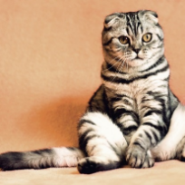 Петрова Елена Сергеевна