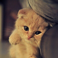 Крепчук Ирина Александровна