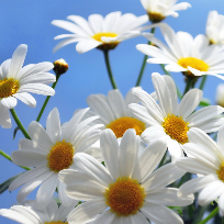 Клочкова Светлана Владимировна