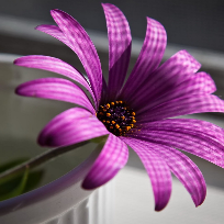 Пинчук Татьяна Юрьевна