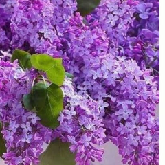 Симакова Елена Викторовна