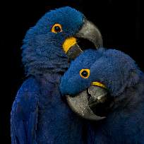 Алексей Завгородний