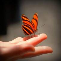 Светлана Волкова