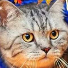 Маргарита Степанова