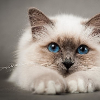 Карпова Елена Александровна