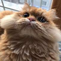 Алина Алексеева